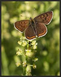 Attēlu rezultāti vaicājumam “Lycaena tityrus underside”