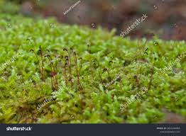 Attēlu rezultāti vaicājumam “Acrocarpous mosses”