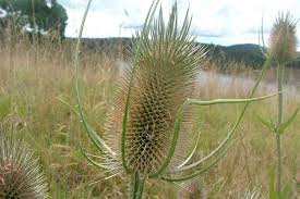 Attēlu rezultāti vaicājumam “Dipsacus fullonum fruit”