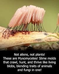 Attēlu rezultāti vaicājumam “Diachea subsessilis stalked”