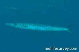 Image result for Sphyraena viridensis