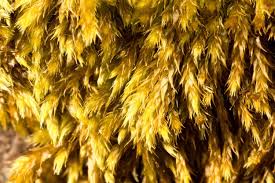 Attēlu rezultāti vaicājumam “Platygyrium repens”