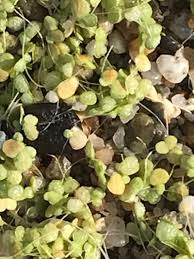 Attēlu rezultāti vaicājumam “Lemna gibba”