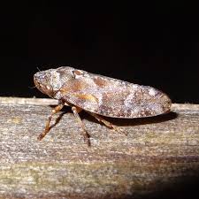 Attēlu rezultāti vaicājumam “Aphrophoridae”