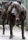bodybuilder dogs