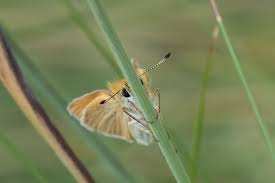 Attēlu rezultāti vaicājumam “Thymelicus lineola underside”