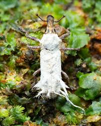 Attēlu rezultāti vaicājumam “Curculionidae”