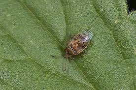 Attēlu rezultāti vaicājumam “Kleidocerys resedae imago”