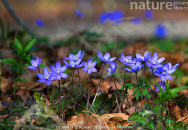 Attēlu rezultāti vaicājumam “Hepatica nobilis flower”