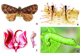 Attēlu rezultāti vaicājumam “Orthosia munda larva”