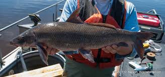 Image result for Cycleptus elongatus