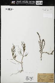 Attēlu rezultāti vaicājumam “Corispermum hyssopifolium”