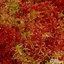 Attēlu rezultāti vaicājumam “Sphagnum tenellum”