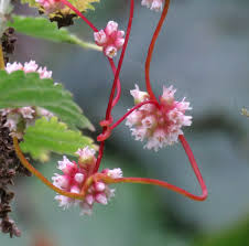 Attēlu rezultāti vaicājumam “Cuscuta europaea flower”