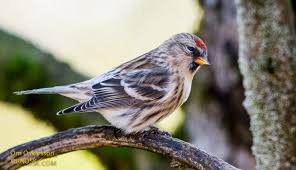 Attēlu rezultāti vaicājumam “Carduelis flammea”