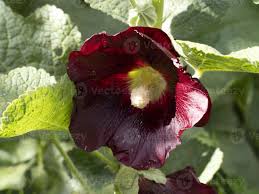 Image result for Stockrose