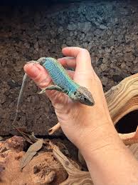 Attēlu rezultāti vaicājumam “Lacerta agilis female”