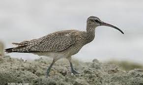 Image result for Numenius hudsonicus