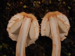 Attēlu rezultāti vaicājumam “Macrolepiota rhacodes var. bohemica”