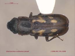 Attēlu rezultāti vaicājumam “Glischrochilus quadripunctatus imago”