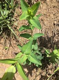 Attēlu rezultāti vaicājumam “Hypericum maculatum leaf”