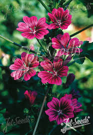 Image result for Malva sylvestris var. mauritiana