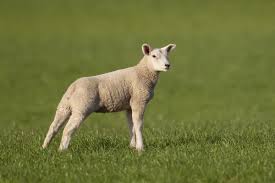 Attēlu rezultāti vaicājumam “Ovis aries juvenile”