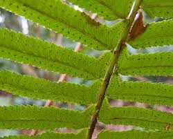 Attēlu rezultāti vaicājumam “Symphytocarpus trechisporus spores”