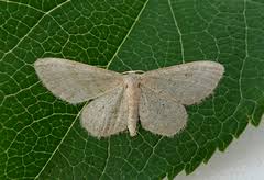 Attēlu rezultāti vaicājumam “Idaea sylvestraria”