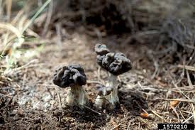 Attēlu rezultāti vaicājumam “Helvella lacunosa”