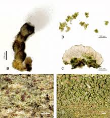 Attēlu rezultāti vaicājumam “Micarea sp.”