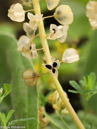 Attēlu rezultāti vaicājumam “Muscari neglectum flower”