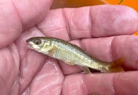 Image result for Dulverton Angling Association