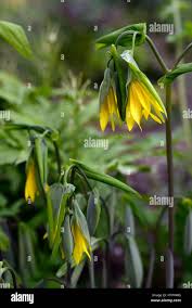 Attēlu rezultāti vaicājumam “Uvularia grandiflora flower”