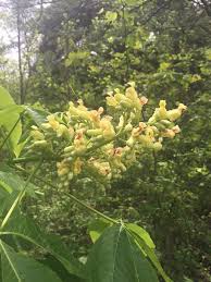 Attēlu rezultāti vaicājumam “Aesculus flava flower”
