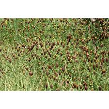 Attēlu rezultāti vaicājumam “Trifolium spadiceum”