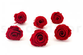 Image result for Red Rose Cc