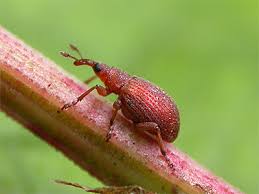 Attēlu rezultāti vaicājumam “Apion sp.”