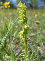 Attēlu rezultāti vaicājumam “Herminium monorchis flower”