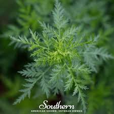 Image result for Artemisia annua