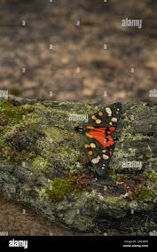 Attēlu rezultāti vaicājumam “Callimorpha dominula imago”