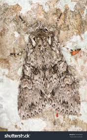 Attēlu rezultāti vaicājumam “Polia nebulosa”