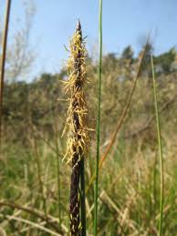 Attēlu rezultāti vaicājumam “Carex limosa”