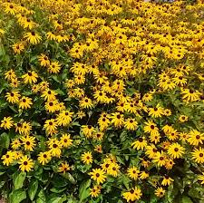 Image result for Rudbeckia fulgida