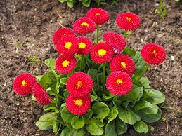 Image result for Bellis perennis