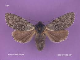 Attēlu rezultāti vaicājumam “Noctuidae”