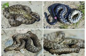 Attēlu rezultāti vaicājumam “Natrix natrix adult”