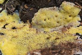 Attēlu rezultāti vaicājumam “Flaviporus citrinellus”