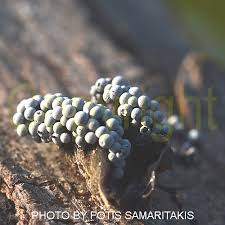 Attēlu rezultāti vaicājumam “Badhamia panicea”