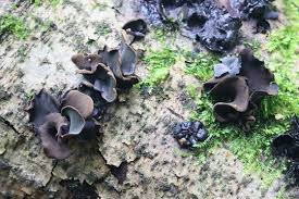 Attēlu rezultāti vaicājumam “Ionomidotis irregularis”